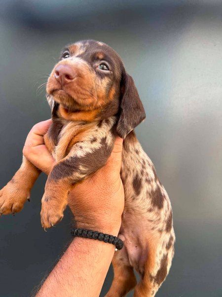 Dwarf Shorthair Dachshunds Extra Mini