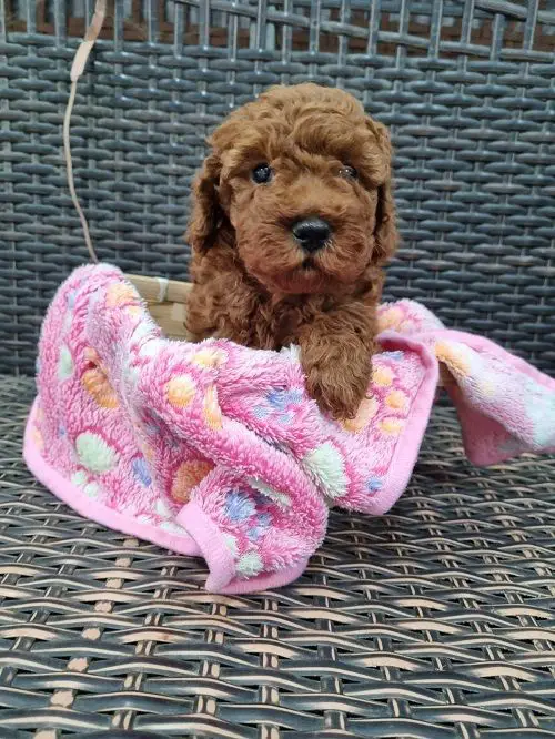 Red miniature poodle