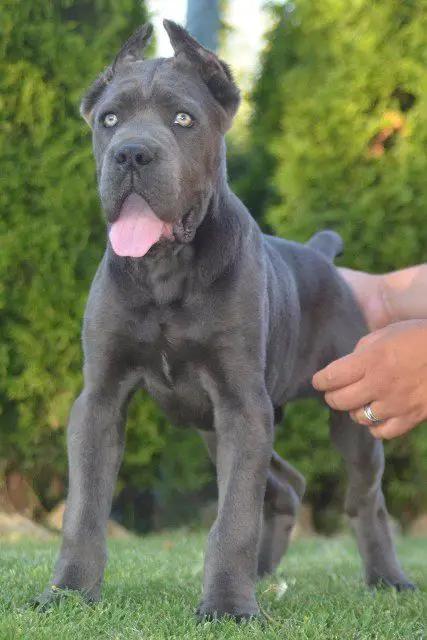 Cane Corso, top quality puppies