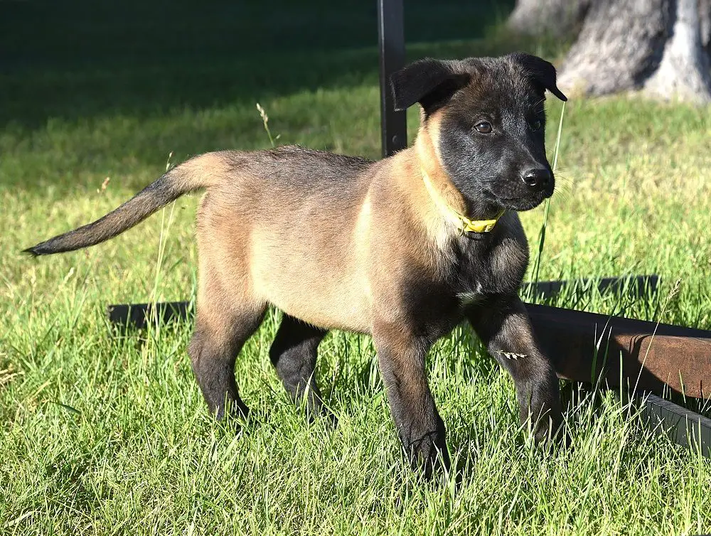 European Belgian Malinois Puppy