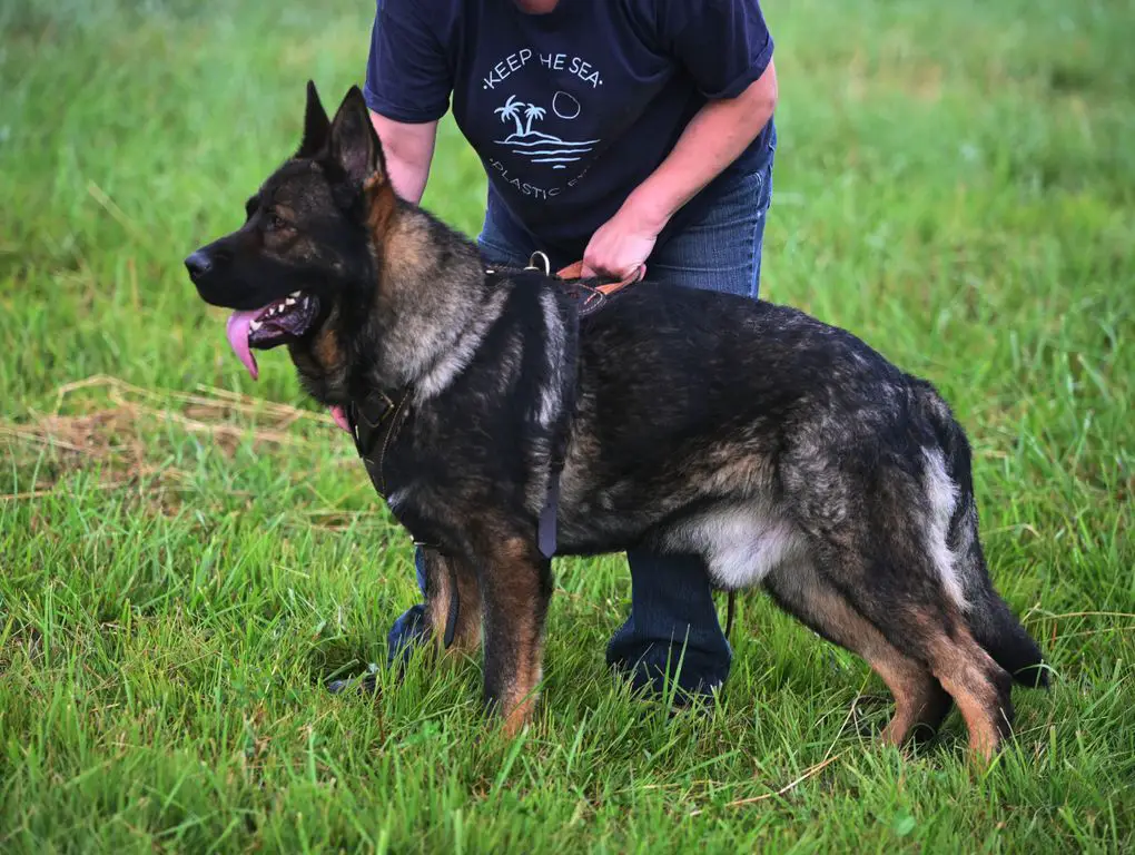 Top notch DDR 1 year old male available
