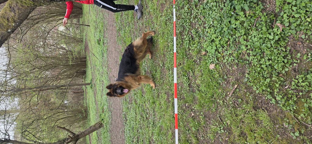 Longhair German shepherd