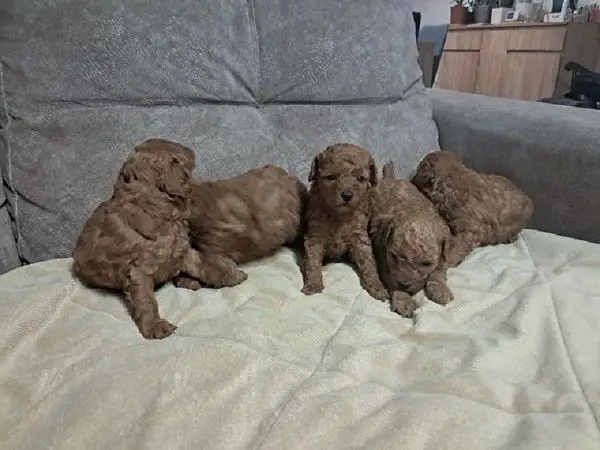 Red Toy Poodle (Toy Poodle)