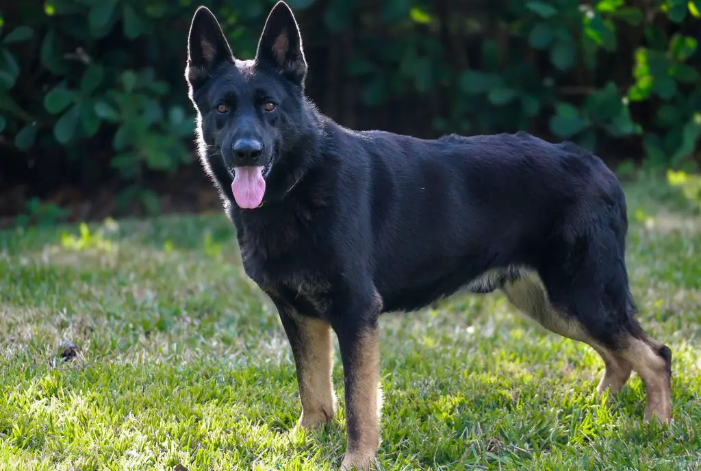 GERMAN SHEPHERD IMPORT MALE STUD REHOMING