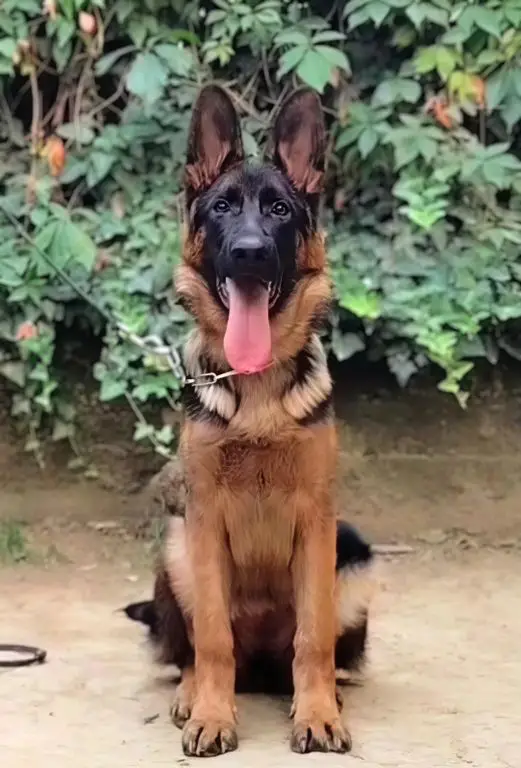 top female puppy 5 months old