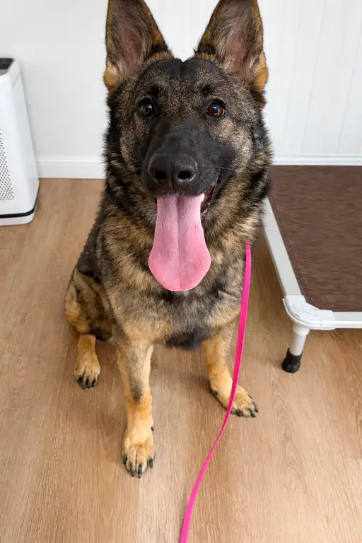 17 mo Sable Czech Female