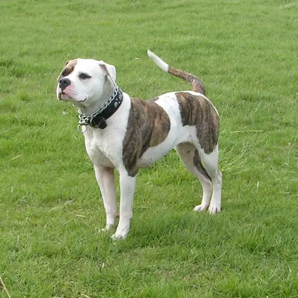 American Bulldog