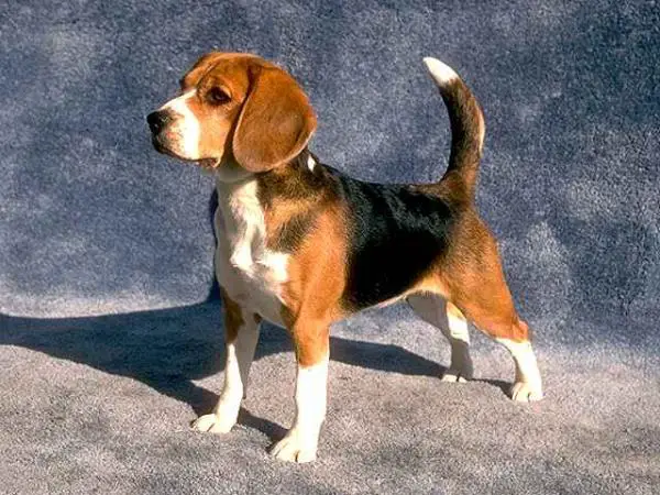 pedigree for beagle