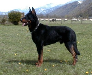 beauceron breeders