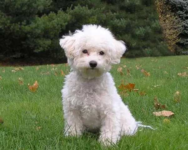 bichon frise pedigree