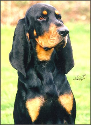 black and tan coonhound kennels