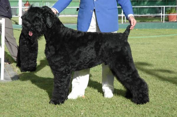 grooming black russian terrier