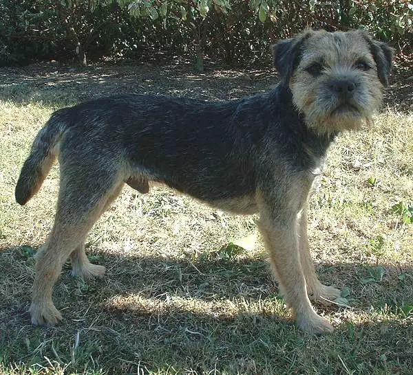 grey border terrier
