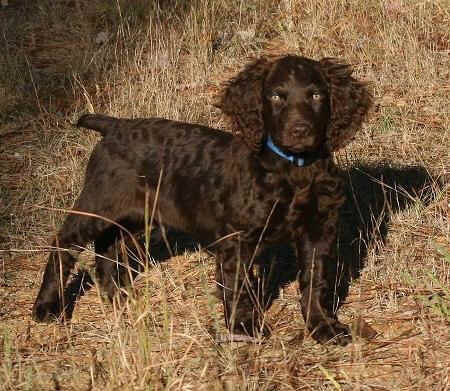 female boykin spaniel