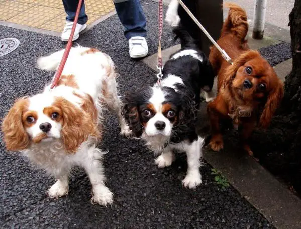 pedigree cavalier king charles spaniel puppies for sale