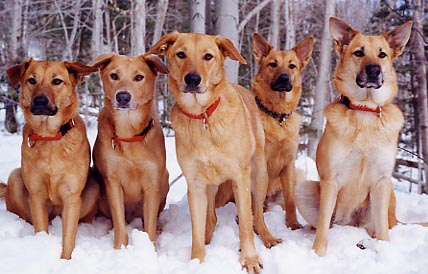 https://www.pedigreedatabase.com/dogbreeds/chinook.jpg