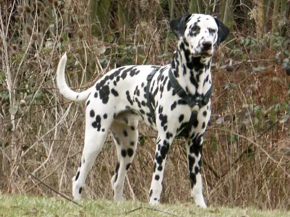 pedigree dalmatian