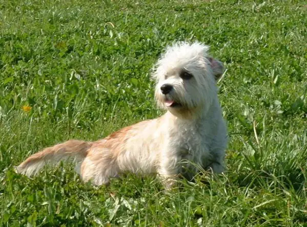 Dan Dinmont Terrier Puppies For Goldenacresdogs Dan Dinmont Terrier Puppies For