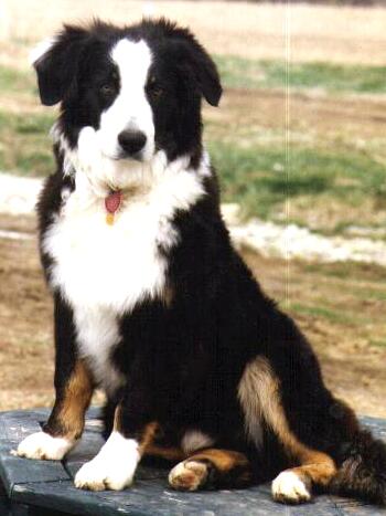 english shepherd dog for sale