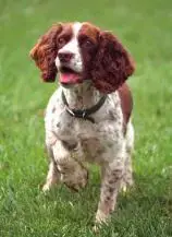 Pictures Of All The Breeds In The Database