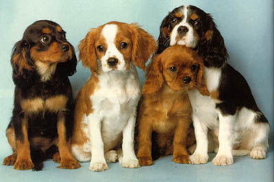 english toy spaniel puppies for sale