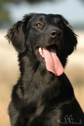 flat coated retriever for sale