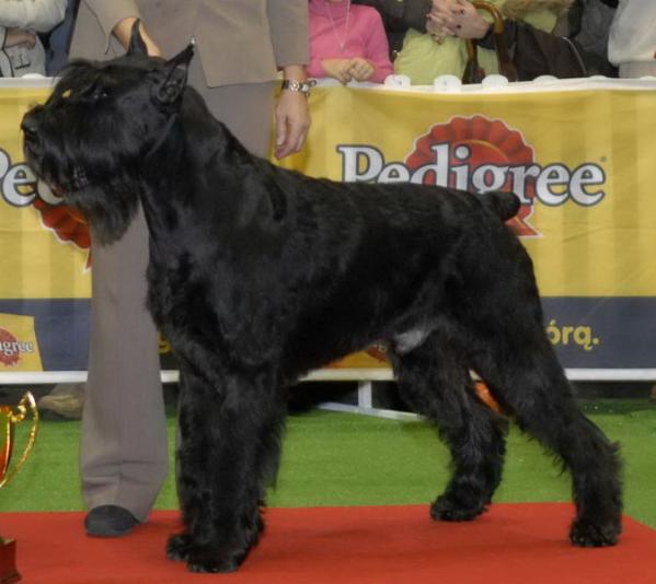 ty the giant schnauzer