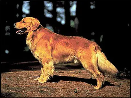 golden retriever pedigree