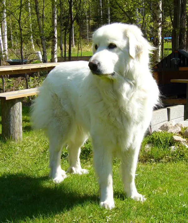 female great pyrenees