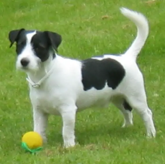 pedigree jack russell