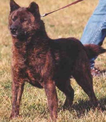 kai ken dog for sale