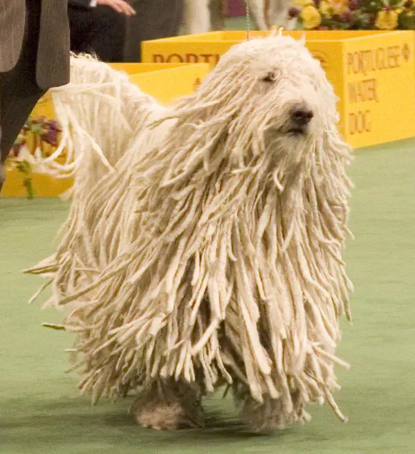 mop dogs for sale