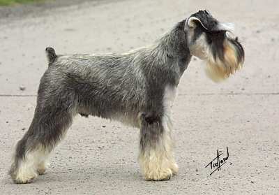 pedigree miniature schnauzer