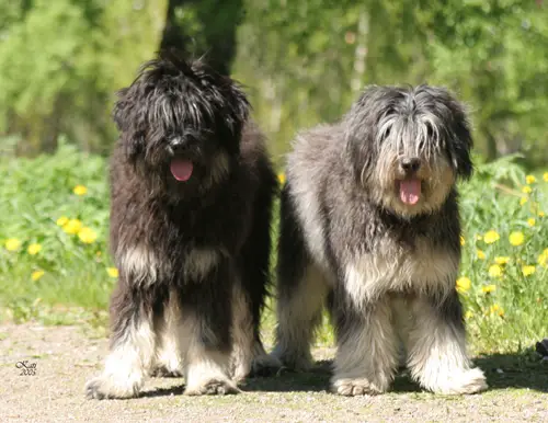 portuguese sheepdog puppies