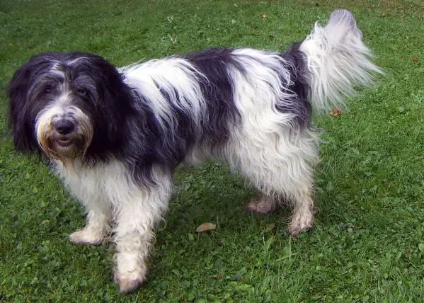 schapendoes puppies sale