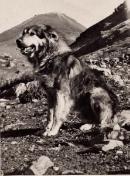 Yugoslavian Shepherd Dog-Sarplaninac
