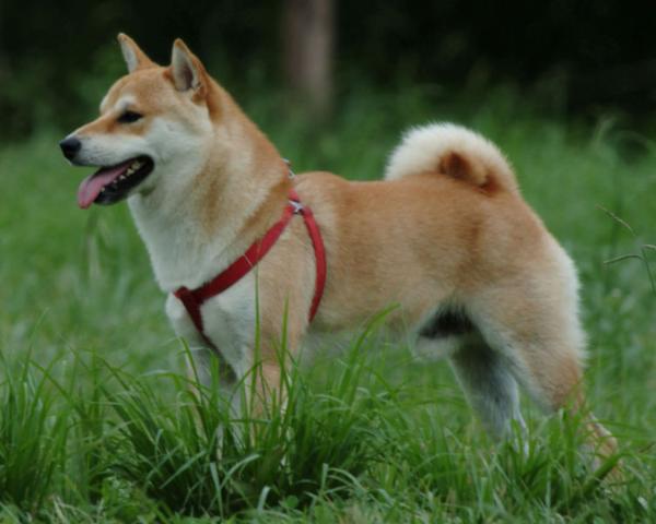 shiba pedigree