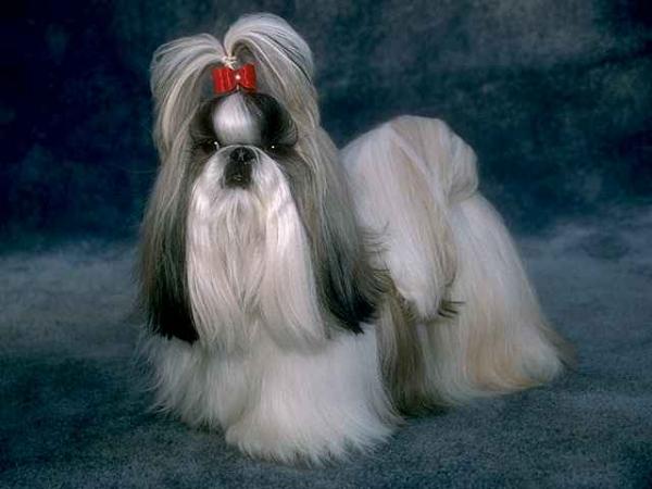 pedigree for shih tzu