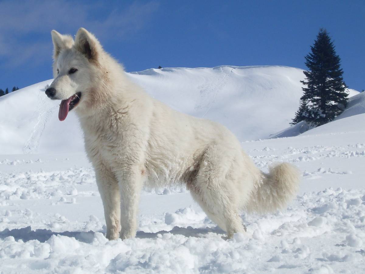 White Swiss Shepherd Dog