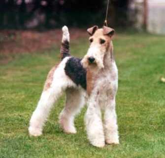 foxwire terrier