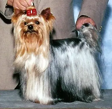 pedigree yorkshire terrier