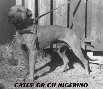Nigerino pitbull 2025