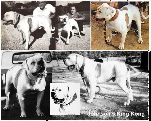 Kong bulldog sales