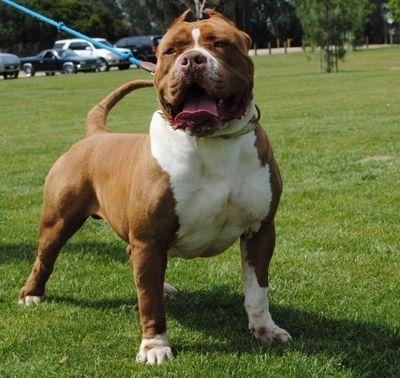 King lion hot sale pitbull