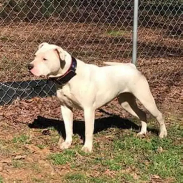 Gunslinger kennels top