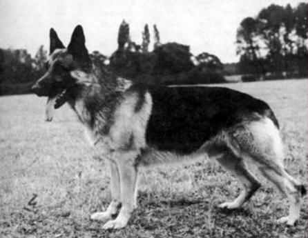 large old fashioned german shepherds