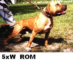 Yellow john shop pitbull kennels