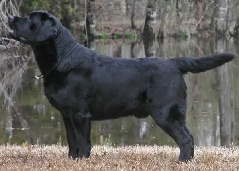 big labrador dog