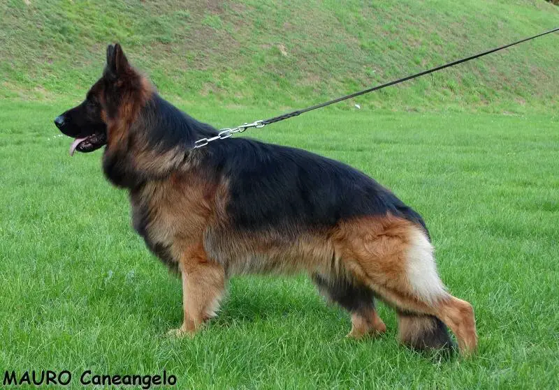 german shepherd bush coat