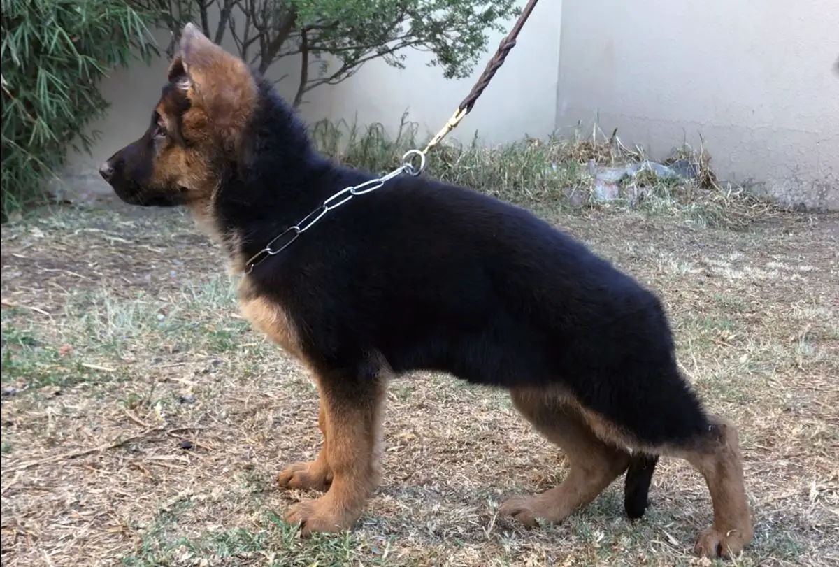 Bella Vom Stammtisch